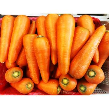 Australia Carrot (~500gm)