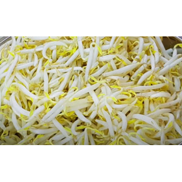 Bean Sprout (~500gm)