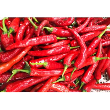 Red Chilli (~100gm)
