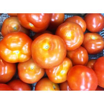 Tomatoes (~500gm)