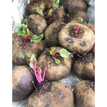 Beetroot (~ 1kg)