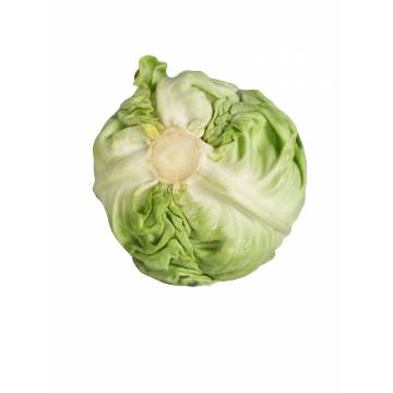 Beijing Cabbage (1 pcs)