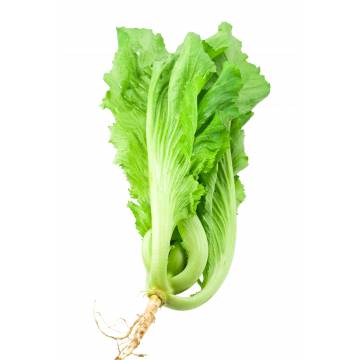 Leaf Mustard (~600 gm)