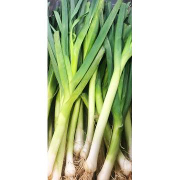 Leek  (~500gm)