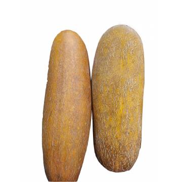 Old Cucumber (1 pcs)